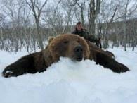 Large Kamchatka bear