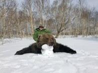 Nice trophy bear in Russia