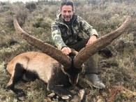 Giant Beceite ibex Trophy