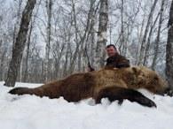 Kamchatka brown bear posed sideways
