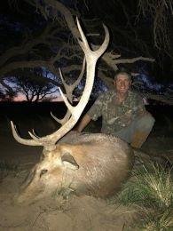 Argentina Free-Range Red Stag 2