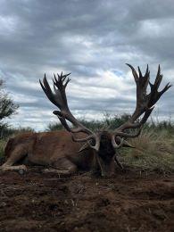 A really big trophy red stag