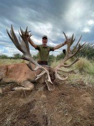 Huge big red stag