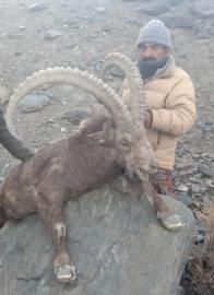 Showing off a big trophy ibex in Pakistan