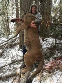 Huge Canadian Mountain Lion