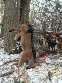 Giant trophy Brithish Columbia Mountain Lion Trophy