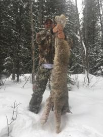 Bug Trophy Lynx in Canada