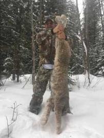 Canadian Lynx Trophy from the Cariboo Mountains