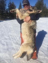 Nice British Columbia wolf