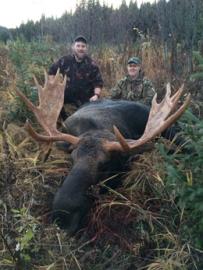 A nice British Columbia Canadian Moose Trophy