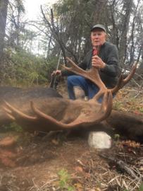Nice trophy moose in BC