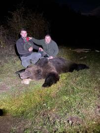 Hunt Giant Brown Bear in Croatia