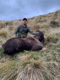 Alpine Chamois trophy on the South Island