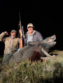 Huge boar in Argentina