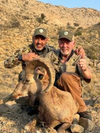 Great trophy Blanford Urial