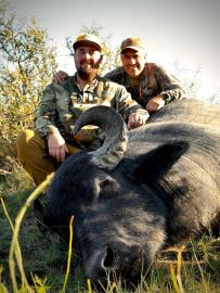 Hunt for free range water buffalo in South America