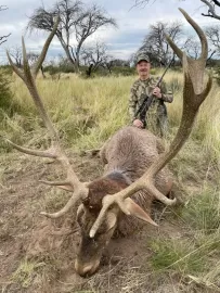 free range red stag hunting