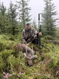 sika stag hunt in Scotland