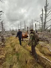 successful stag hunt in Scotland