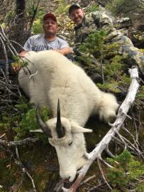 A trophy Rocky mountain goat in British Columbia