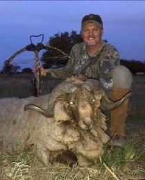 Trophy goat in Argentina