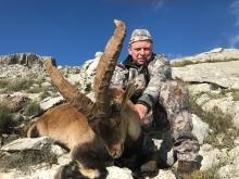A good Spanish Ibex