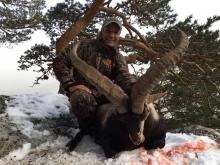 Another nice Gredos Ibex trophy