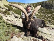 Nice trophy Gredos ibex in Spain