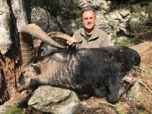 Gredos Ibex 1