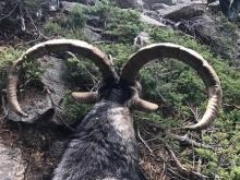 Hune Gredos Ibex Trophy