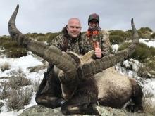 A huge Gredos Ibex Trophy