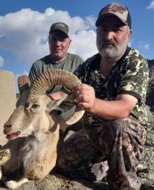 hunt giant urial in pakistan