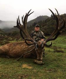 Giant Red Stag Trophy