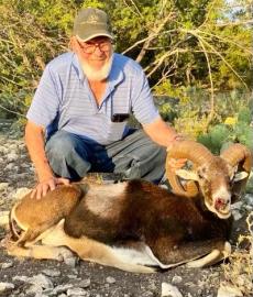 Hunting Trophy Sheep in Texas