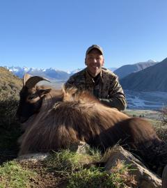 Big Himalayan Tahr in New Zealand