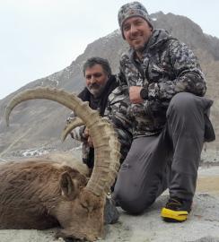 Himalayan Ibex 4