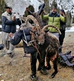 Packing out a trophy Ibex
