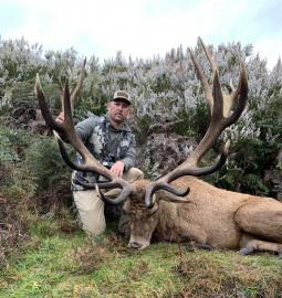 Huge Red Stag in New Zealand