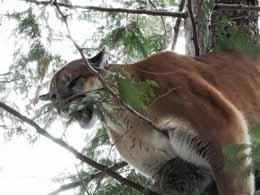 A treed Mountain Lion in British Columbia
