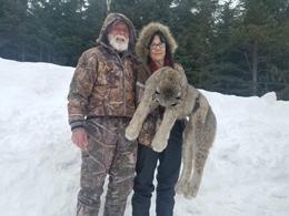 A nice Canadian Lynx