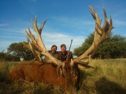 Massive trophy red stag