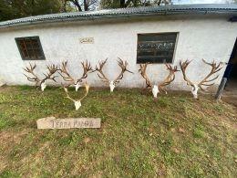 Red Stags taken in Argentina