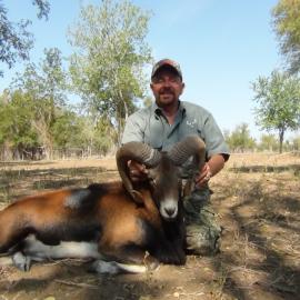 Hunt Mouflon Ram in Texas