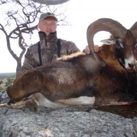 Mouflon Ram Hunt in Texas
