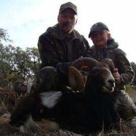 Mouflon Sheep Hunt in Texas