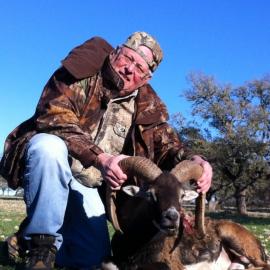 Mouflon Ram Texas Hunting