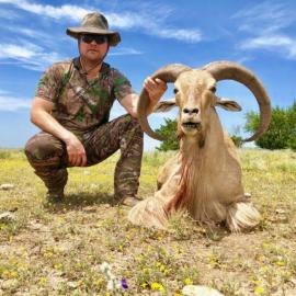 Texas Trophy Sheep Hunting