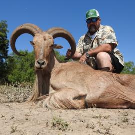 Hunt Barbery Sheep in Texas