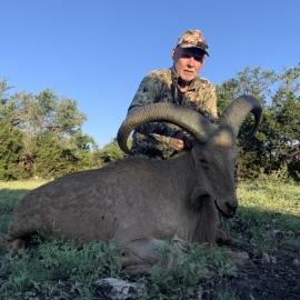 Texas Sheep Hunting