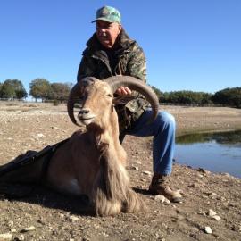 Trophy Aoudad Sheep